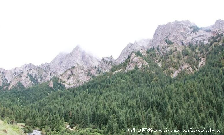 3A�½�Ҷ����¤ԭʼɭ�����ι���