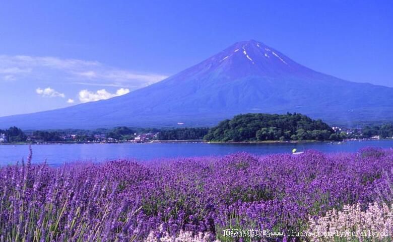 新疆霍城薰衣草基地旅游攻略