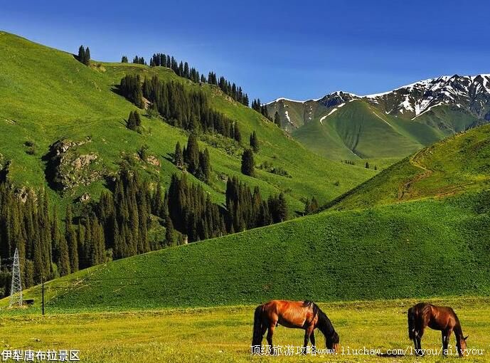 4A新疆伊犁唐布拉景区旅游攻略