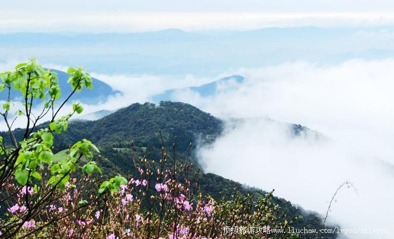 4A������������ɽ����ɭ�ֹ�԰���ι���