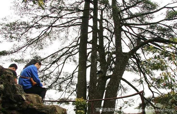 4A广西金秀银杉森林公园旅游攻略