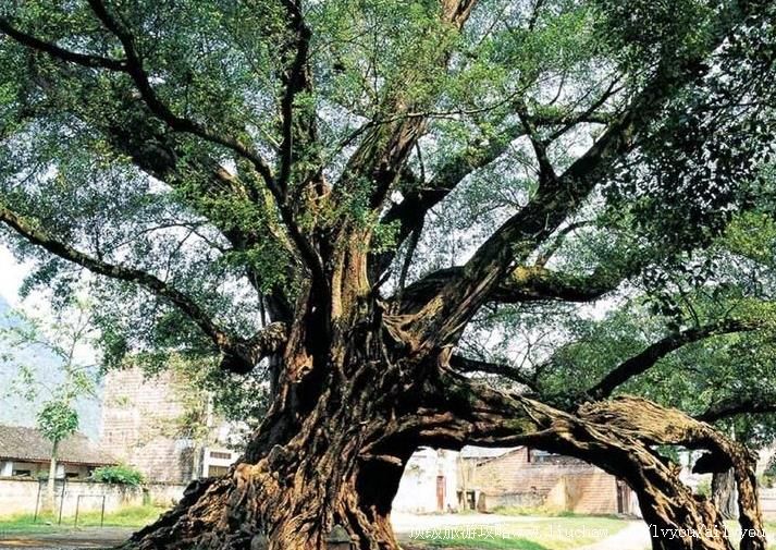 广西平乐榕津古榕群旅游攻略