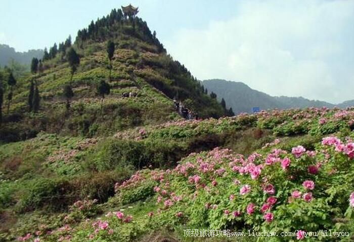 2A重庆垫江牡丹生态旅游区旅游攻略