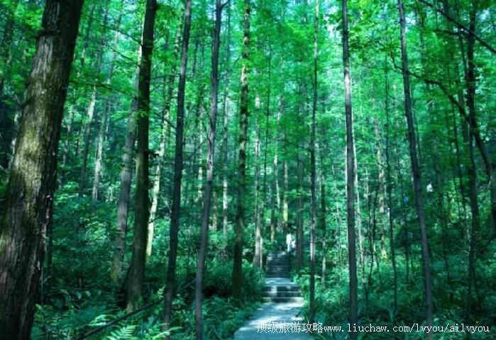 4A重庆歌乐山国家森林公园旅游攻略