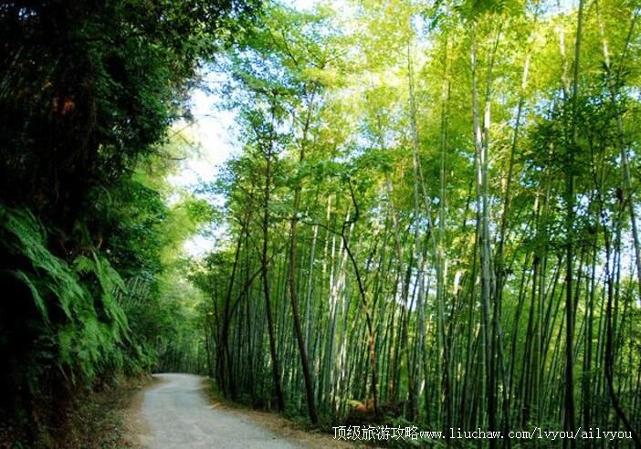 重庆楠竹山森林公园旅游攻略