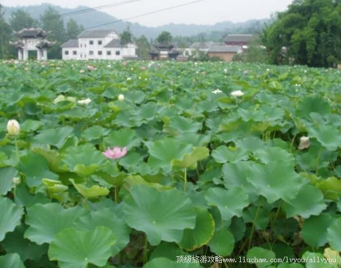 3A重庆大足荷花山庄旅游攻略