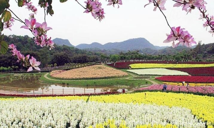 4A四川宜宾蜀南花海旅游攻略