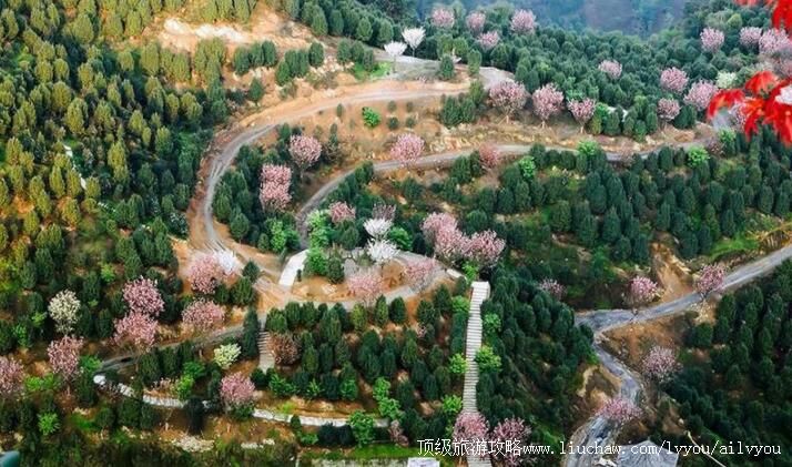 4A四川珙县龙茶花海旅游攻略