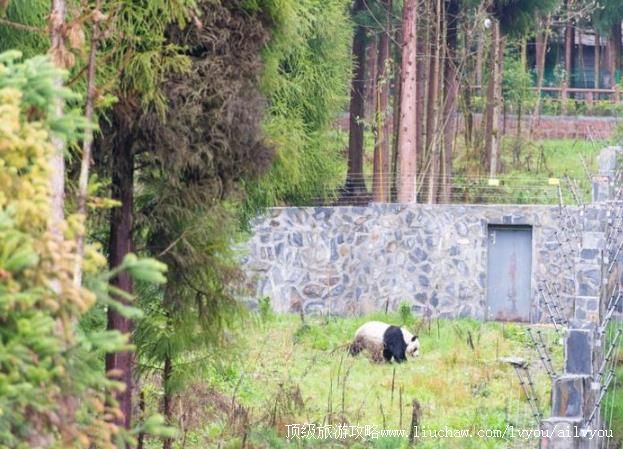 4A四川宝兴蜂桶寨邓池沟景区旅游攻略