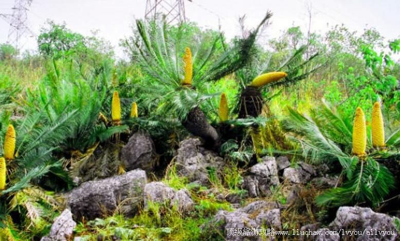 �Ĵ���֦���������Ҽ���Ȼ���������ι���