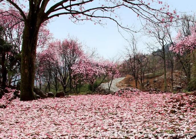 4A�Ĵ���������ҩ�������ι���