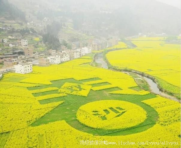 四川古蔺双沙菜花节旅游攻略