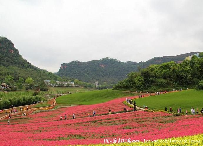 4A四川泸州纳溪花田酒地旅游景区旅游攻略