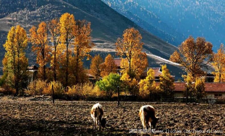 四川康定新都桥旅游攻略