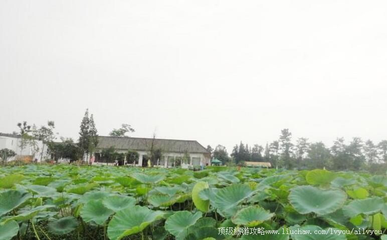 3A四川什邡花信箭台旅游景区旅游攻略