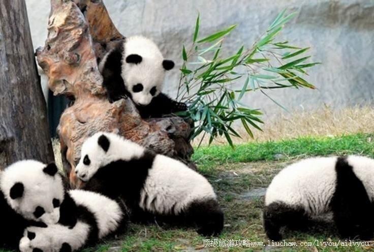 4A四川成都大熊猫繁育研究基地旅游攻略