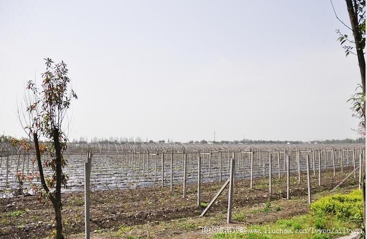 3A四川羊坪万亩有机葡萄休闲度假区旅游攻略