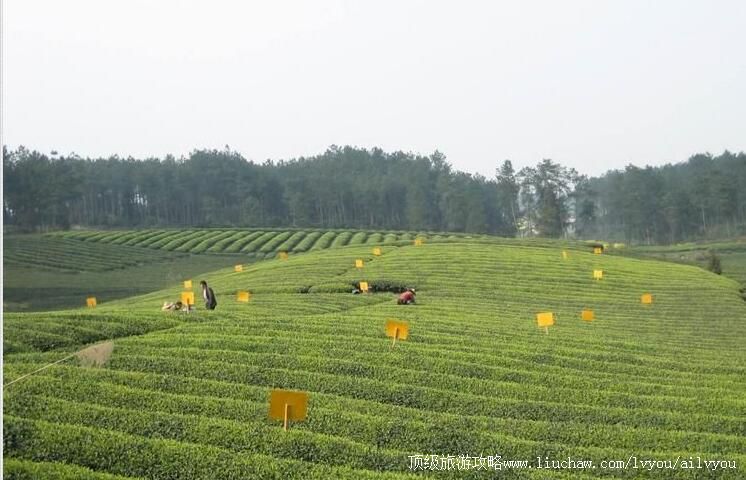 3A�Ĵ��ɶ��ѽ��ɼѲ������ξ������ι���