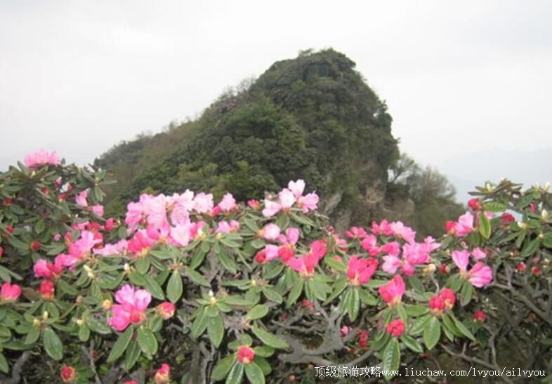 4A四川米仓山国家森林公园旅游攻略