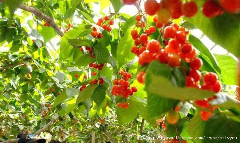 3Aɽ��ɽͤˮȪ�л�ӣ԰���ι���