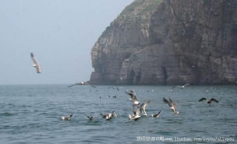 山东长岛国家级自然保护区旅游攻略