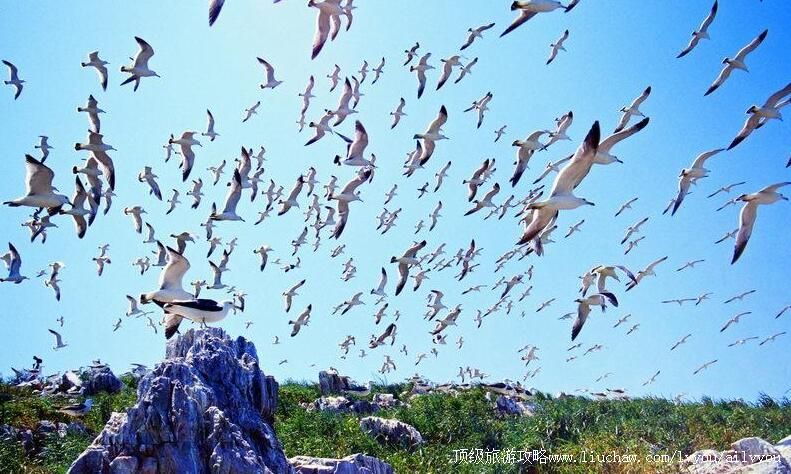 ɽ��������¿�����ι���