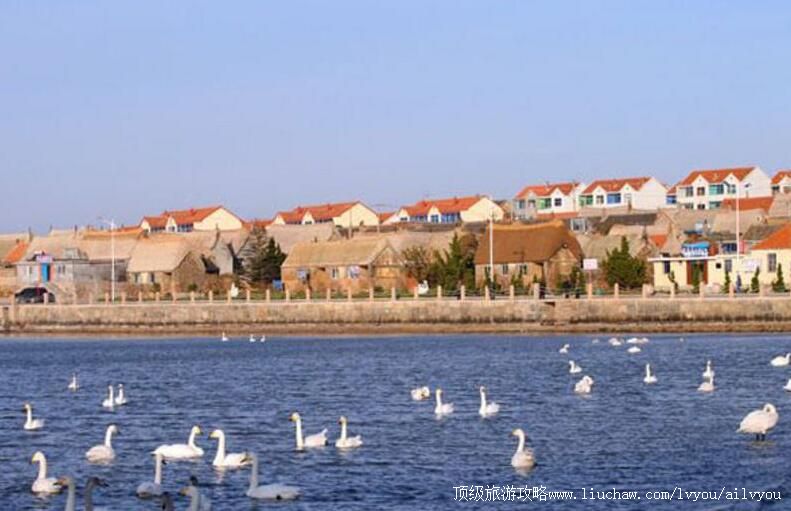 4A山东荣成天鹅湖生态旅游区旅游攻略