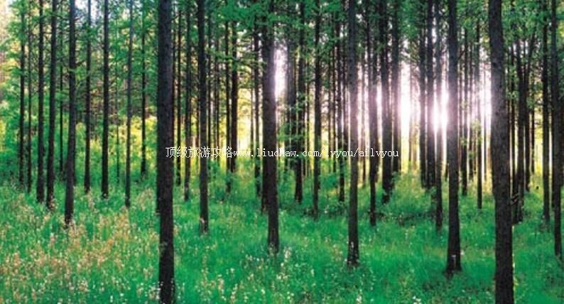 4Aɽ�����պ�������ɭ�ֹ�԰���ι���