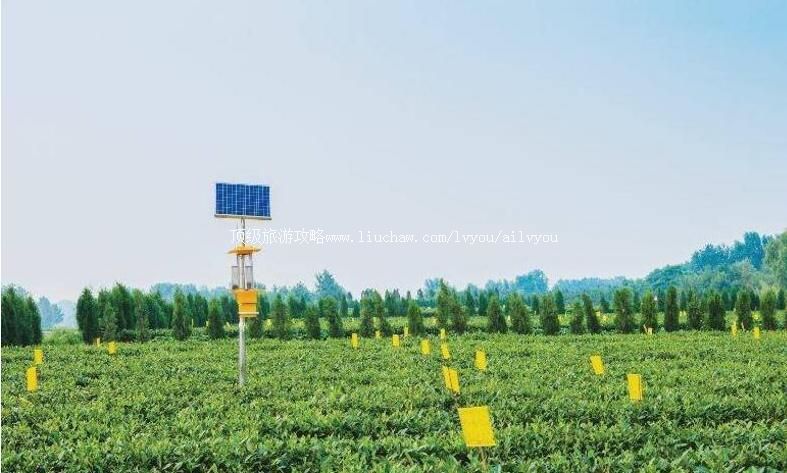 3A山东日照祥路碧海生态茶园旅游攻略