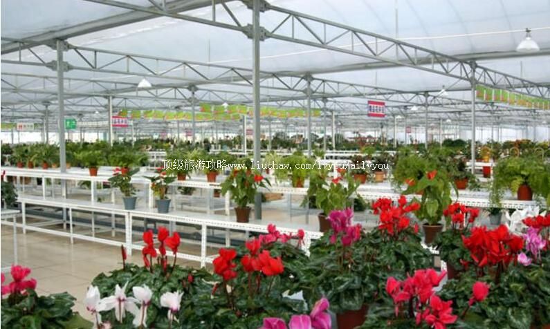 3A山东临沂鲁南花卉城旅游攻略