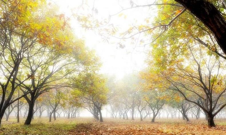 2A山东郯城神舟古栗园旅游攻略