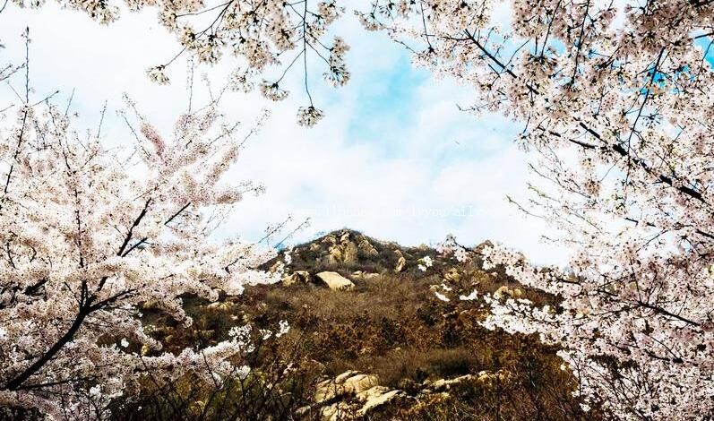 3A山东滨州邹平樱花山风景区旅游攻略
