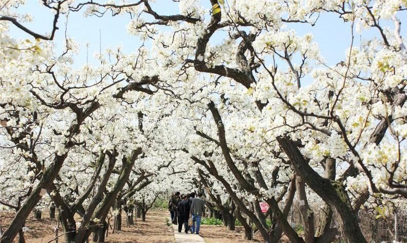 3A山东滨州阳信万亩梨园旅游攻略