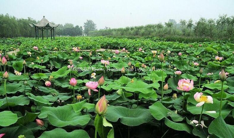 3Aɽ���ĳ�ֲ��԰���ι���