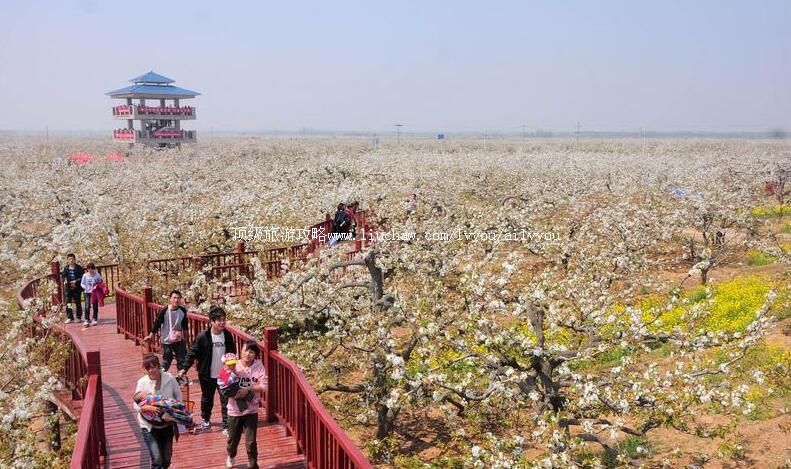 3A山东冠州梨园风景区旅游攻略