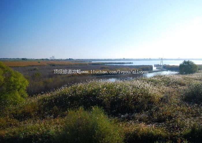 河南豫北黄河故道湿地鸟类国家级自然保护区旅游攻略