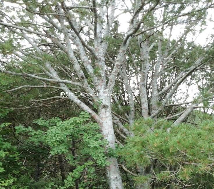 3A�����˴���ͷɽ����ɭ�ֹ�԰���ι���