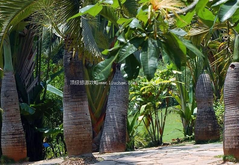 5A�����п�Ժ��˫�����ȴ�ֲ��԰���ι���