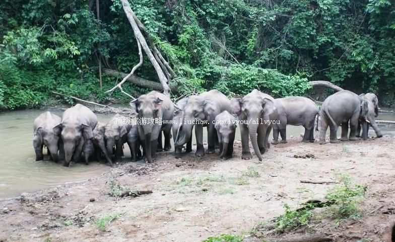 4A������˫����Ұ������ι���