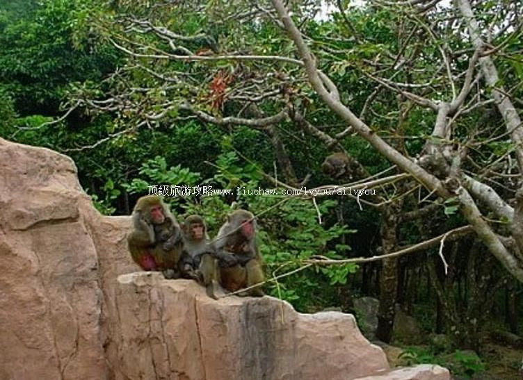 2A������˫���ɺ�ɽ���ι���