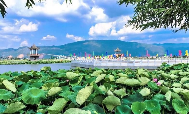 云南陆良白水塘旅游攻略