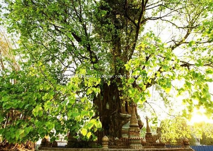 云南树包塔旅游攻略