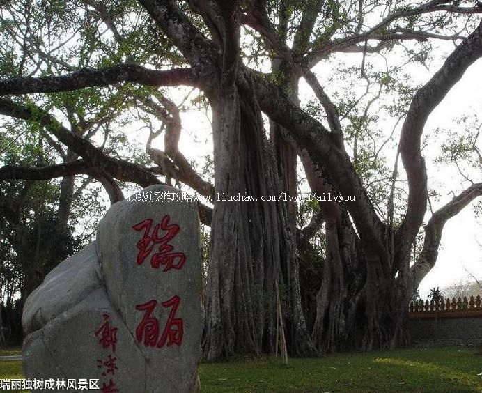 2A云南瑞丽独树成林风景区旅游攻略