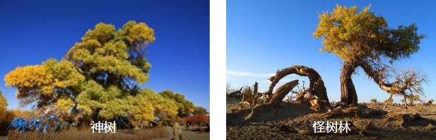 额济纳旗探秘2日线路