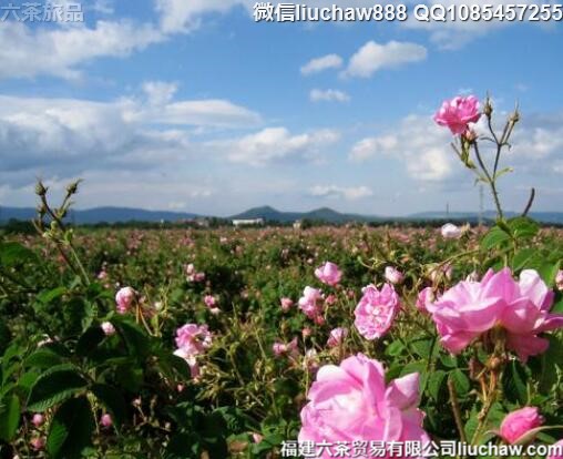保加利亚自由行全景8日旅游攻略