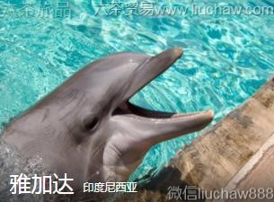 印度尼西亚-雅加达