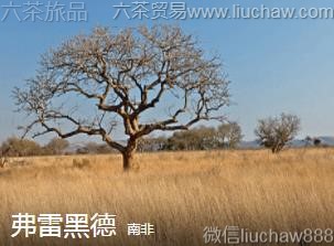 南非-弗雷黑德