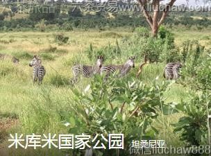 ̹ɣ����-�׿��׹��ҹ�԰