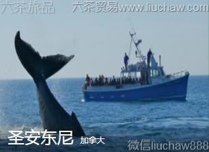 ���ô�-ʥ������