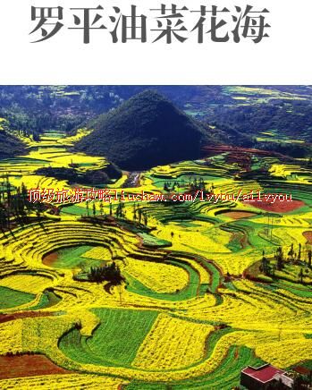 ailvyou429罗平油菜花海旅游攻略 售20元